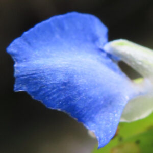 青い花弁が美しいツユクサの接写写真｜鮮やかなブルーの花と緑の萼片