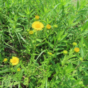 草原の中に群生するオグルマの複数株を広角で収めた写真