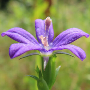 ヒナキキョウソウの紫色の花を正面から接写した写真｜細長い5枚の花弁と長く伸びた雄しべが際立つ野草のアップ