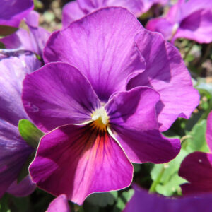 ビオラ・パンジーのもの思いの花を撮影した花写真