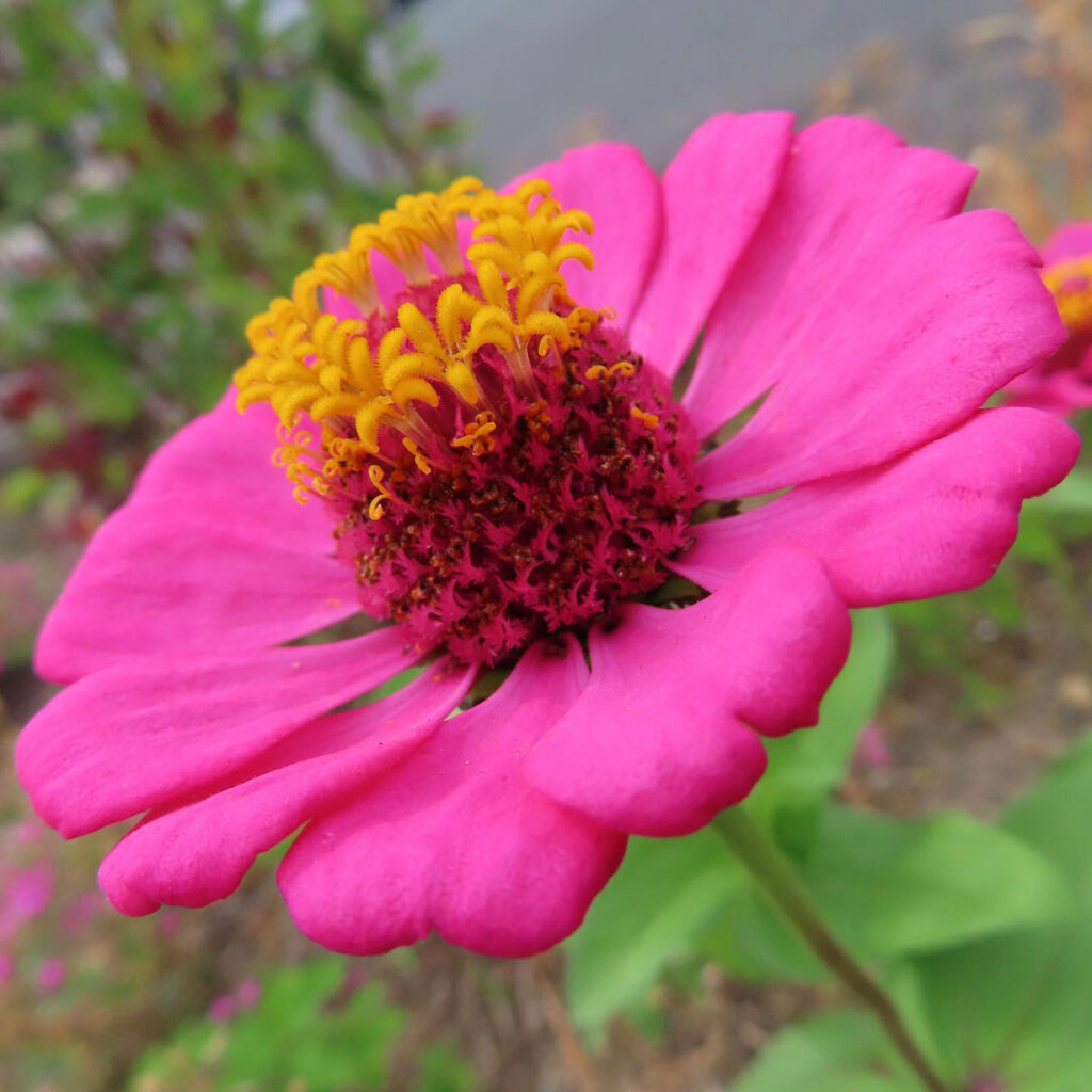 ヒャクニチソウがピンク色の花を咲かせています