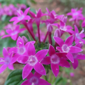 ペンタスの鮮やかなピンク色の星形の花が房状に咲き、白い花芯がふんわりと浮かび上がる様子をクローズアップで捉えた写真、背景の緑と土がやさしくぼけた構図