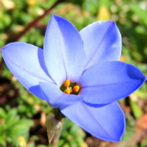 ハナニラの春に咲く星形花を撮影した花写真