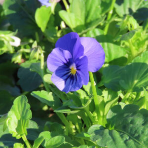 ビオラ・パンジーのもの思いの花を撮影した花写真
