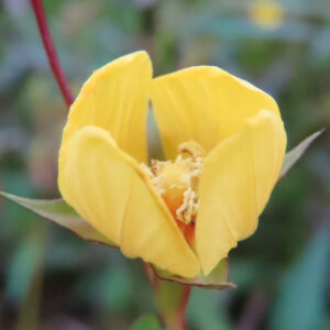 ヒレタゴボウの花を正面やや下から接写した写真｜4枚の黄色い花弁が大きく開き、中心の淡黄色の雌しべと白い雄しべ、赤みのある茎と緑の萼が確認できる野草のマクロ撮影