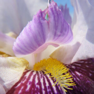 淡い紫の花弁と黄色いひげが美しいジャーマンアイリスの中心部クローズアップ写真
