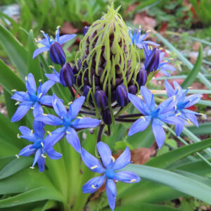 シラーペルビアナの青い星形の花と未開花の円錐状のつぼみを近接撮影した写真