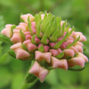 開花前のランタナの花房をマクロで捉えた写真。淡いピンク色の筒状のつぼみが輪状に並び、中央には若々しい緑のつぼみと萼が密集し、背景の緑がやわらかくボケている。