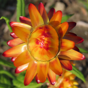 ムギワラギクの帝王貝細工を撮影した花写真
