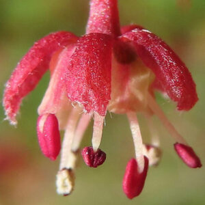 カエデの赤い小花を超接写した写真｜雌しべと雄しべが垂れ下がる春の花のディテール