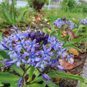 シラーペルビアナの青い花房が咲き、奥にも複数の花が広がる様子を斜め前から撮影した写真