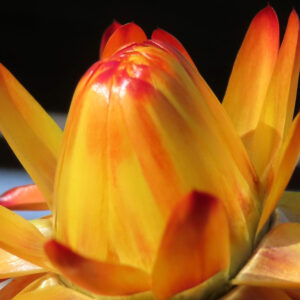 ムギワラギクの帝王貝細工を撮影した花写真