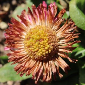 デイジーの太陽の目と呼ばれた花を撮影した花写真