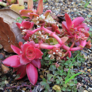 地面に広がるヒマツリ多肉植物の赤い葉と花を近接撮影した写真