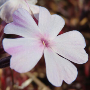シバザクラの芝のように広がる春の花じゅうたんを撮影した花写真