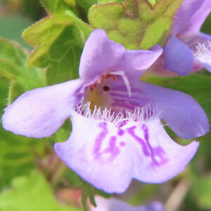 カキドオシの垣を通す春の薄紫花を撮影した花写真
