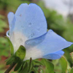 ネモフィラの空色のBaby blue eyesを撮影した花写真
