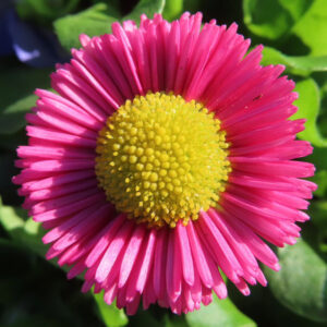デイジーの太陽の目と呼ばれた花を撮影した花写真