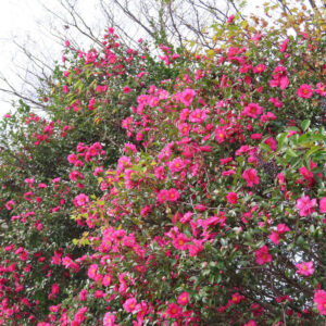 サザンカの花が樹全体にびっしりと咲き広がる様子を捉えた風景写真。鮮やかなピンク色の花と黄色い雄しべが多数重なり、常緑の葉と冬枯れの枝が背景に広がる季節感のある構図。