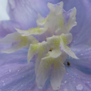 白と淡紫色が混ざったデルフィニウムの花芯を詳細に写した写真
