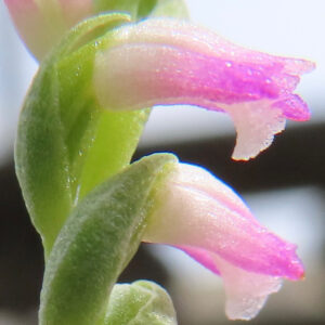 ネジバナの淡いピンク色の花を接写したマクロ写真｜らせん状に並ぶ花の細部が分かる構図
