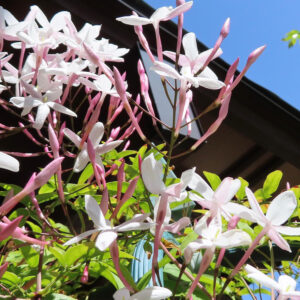 青空と建物を背景に立体的に伸びるハゴロモジャスミンの花とつぼみ