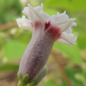 サオトメカズラの花を横から撮影した写真、筒状の萼と白い花びらの先端、淡い赤紫の模様が特徴的