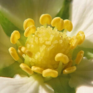ワイルドストロベリーの花芯をマクロ撮影した写真。中央に粒状の黄色い雌しべが密集し、その周囲を弓なりの黄色い雄しべが取り囲み、白い花弁と緑の萼がやわらかくぼけた構図。