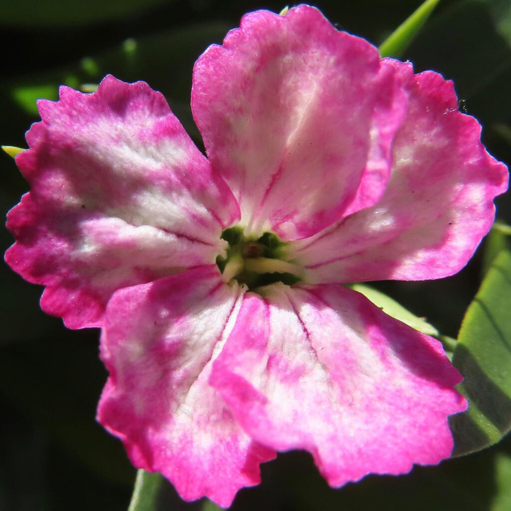 ナデシコがピンク色の花を咲かせています