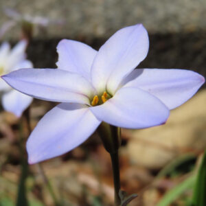 ハナニラの春に咲く星形花を撮影した花写真