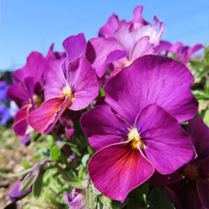 ビオラ・パンジーのもの思いの花を撮影した花写真