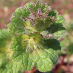 ホトケノザの仏の座に似た葉の春野草を撮影した花写真