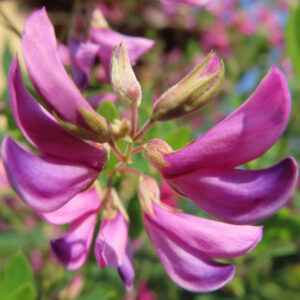 日本の秋に咲くミヤギノハギの花を正面から超近接マクロで撮影した写真。紫がかったピンク色の花弁が放射状に開く構図