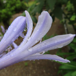 雨上がりのアガパンサスのつぼみと花弁を接写した写真。淡い紫色の花びらに水滴がつき、みずみずしさが際立つ夏の花