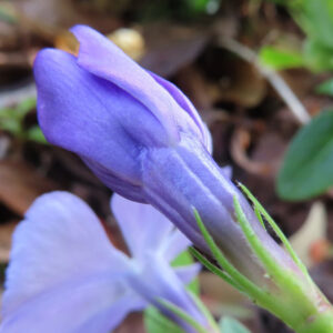 ツルニチニチソウの紫の蔓花を撮影した花写真