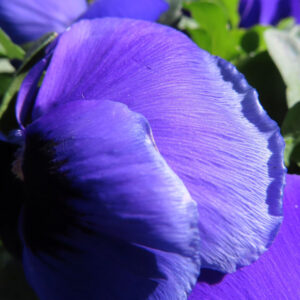 ビオラ・パンジーのもの思いの花を撮影した花写真