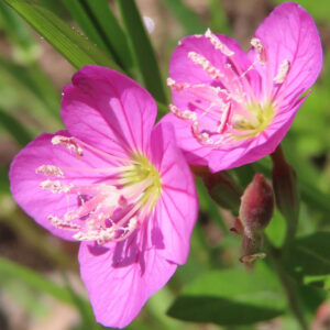 花粉をまとった2輪のユウゲショウの花を並んで接写した高解像度写真