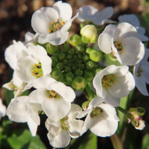 アリッサムの甘く香る小花を撮影した花写真