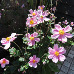 シュウメイギク（秋明菊）の花がまとまって咲く様子を撮影した写真。淡いピンク色の花びらと中央の黄色い雄しべが目立ち、蕾や緑の葉を含めた自然な群生風景を上から捉えた構図。
