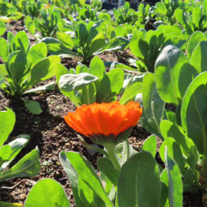 キンセンカの金盞花を撮影した花写真