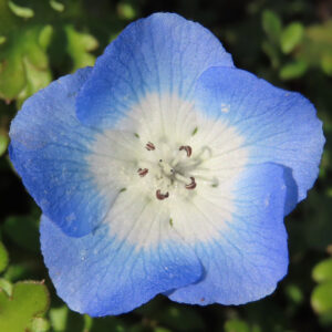 ネモフィラの空色のBaby blue eyesを撮影した花写真