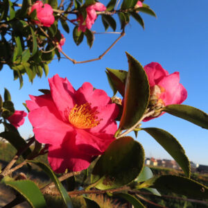 青空を背景に咲くサザンカの花を捉えた接写写真。鮮やかなピンク色の花弁と中心の黄色い雄しべが際立ち、枝や艶のある緑の葉、奥には街並みがぼんやりと写り込む自然光の構図。
