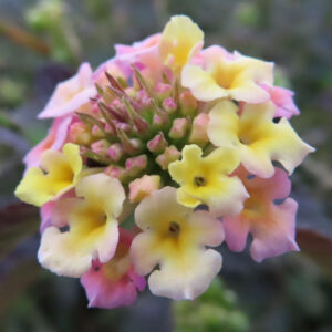 ランタナの花房をやや斜め上からマクロで捉えた写真。淡いピンクとクリーム色から黄色へと色づく筒状の小花が円形に集まり、中央にはピンクがかったつぼみと萼が密集している。
