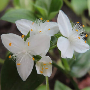 白い花びらと長い雄しべが美しいトキワツユクサの花の接写