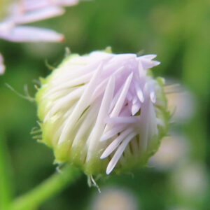 薄紫の花弁が重なり合うヒメジョオンの開花直前の蕾