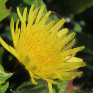 ノゲシのタンポポ似の黄花を撮影した花写真