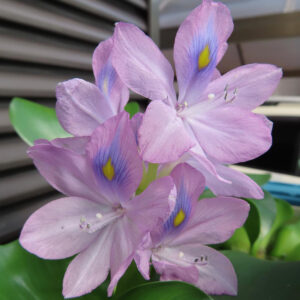 ホテイアオイが複数の花を束ねて咲く様子を接写した写真｜紫の花弁と黄色スポットが鮮明に見える