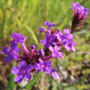 野原に咲くシュッコンバーベナの紫色の小花を撮影した春の無料写真