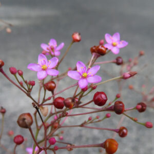 赤い実とピンクの花を同時につけたハゼランの無料写真素材