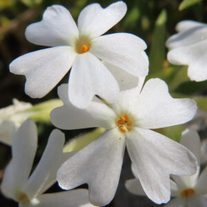 シバザクラの芝のように広がる春の花じゅうたんを撮影した花写真